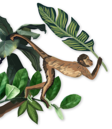 Monkey swinging from a branch
