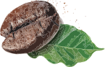 Coffee bean with a green leaf